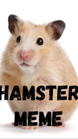Hamster meme