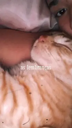 gatinho morreu...