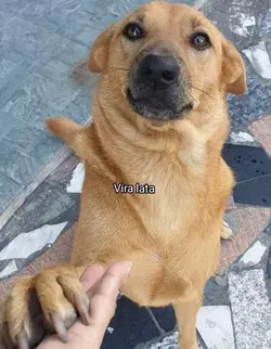 Vira lata x vira o 😏