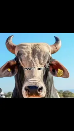 Esse é um boi