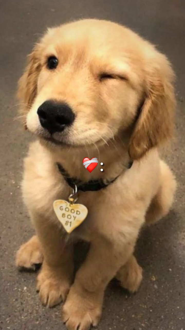 MY PET ❤️‍🩹