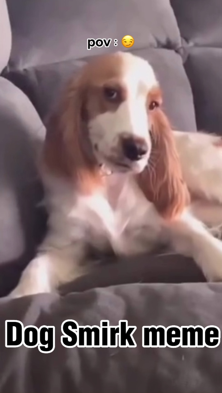 Dog Smirk Meme😏