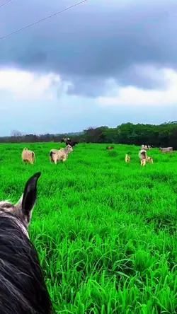 AGRO
