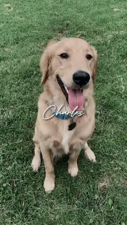 Versão pet