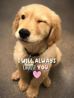 PET CUTE ❤️‍🩹