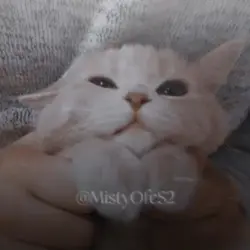 meowmeowmeow