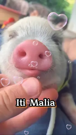 Iti Malia