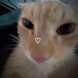gatinhos<33