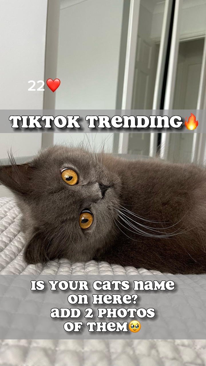 Pet trend🐾
