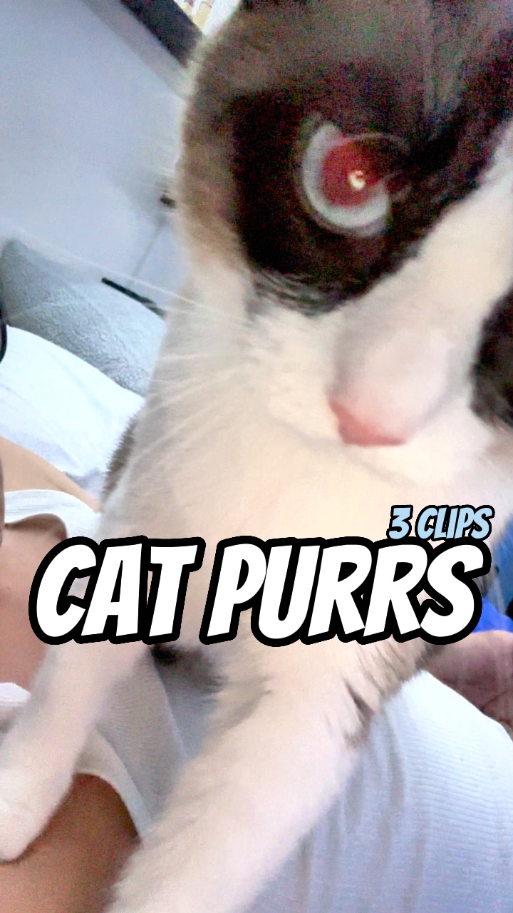 Katzen schnurren