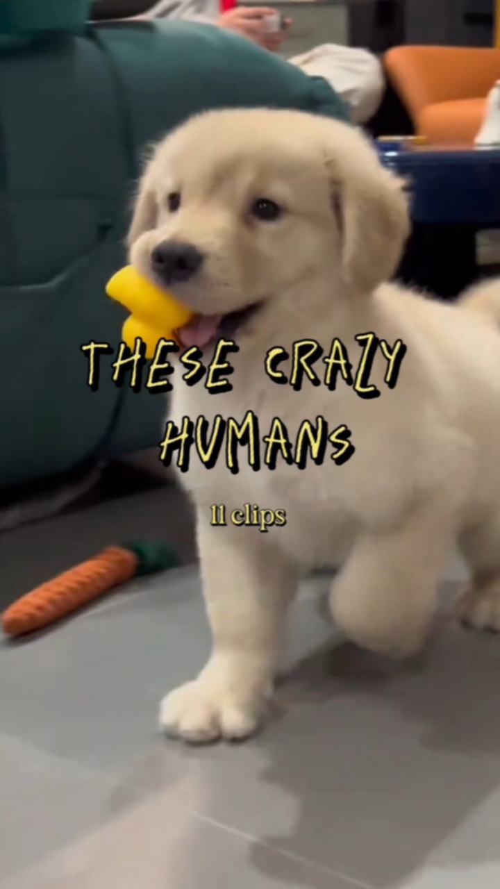 these crazy humans