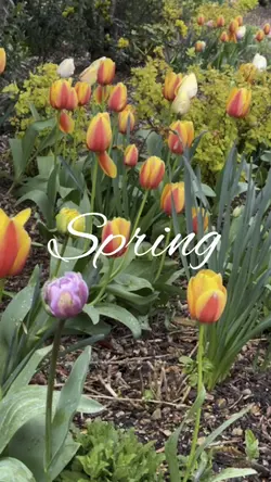 Spring