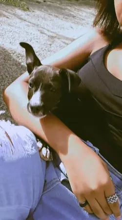 vou te amar pra smp.