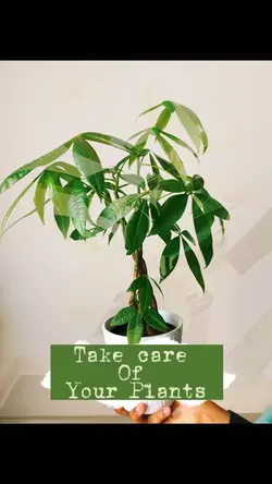 Showcase a Project