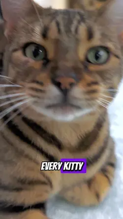 Every kitty! MV