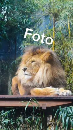 Rit