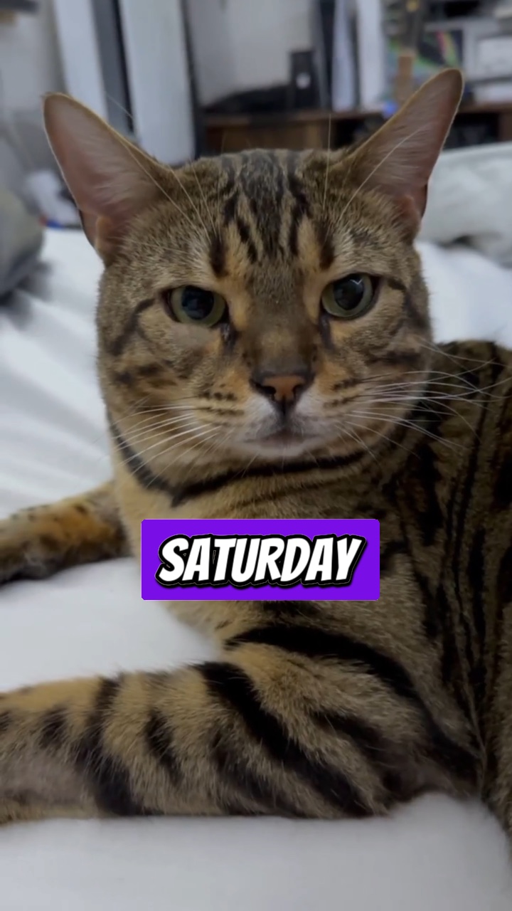 Saturday ideas