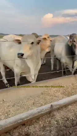 roça 