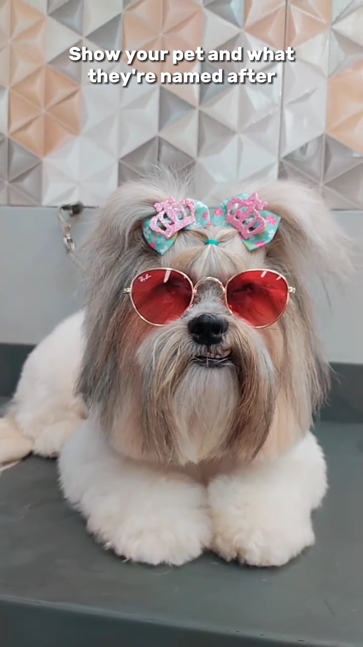El nombre de tu mascota🐶