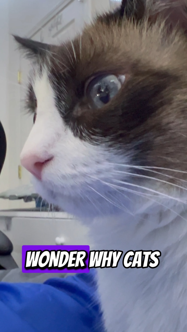 Ojos de gato