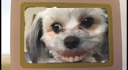 Tawog Ugly Vs Cute