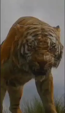 tigre