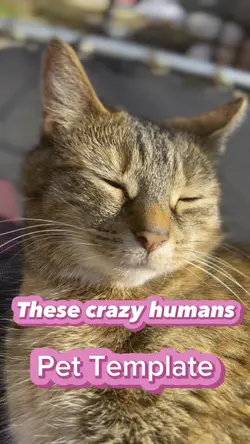 These crazy humans 🐈