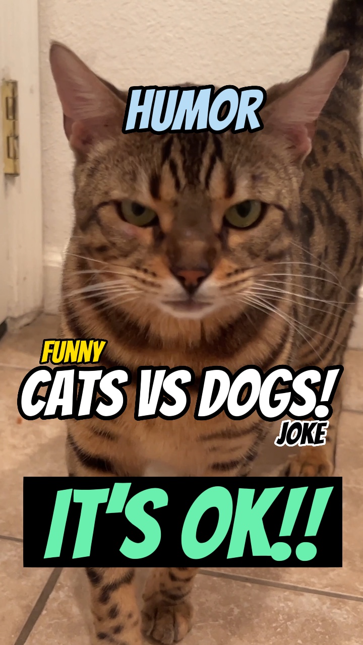 Cats versus dogs! 