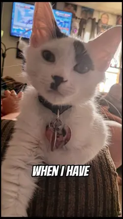 Pets Love....