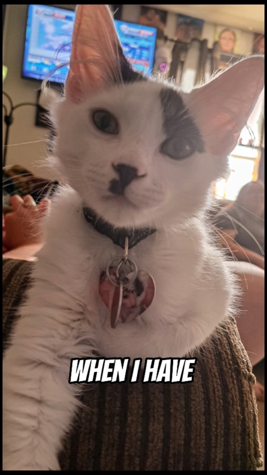 Amor a las mascotas....