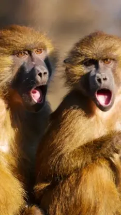 Macacos/humanos