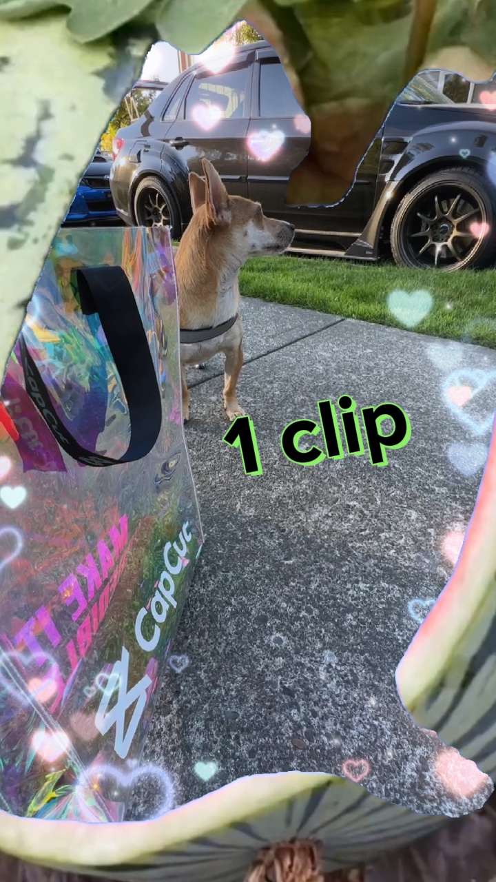 西瓜🍉迷因