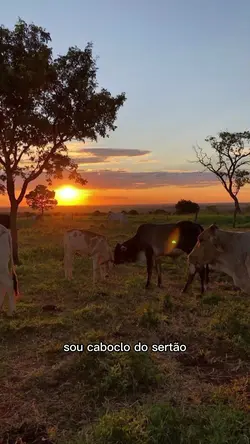 meu sertão 