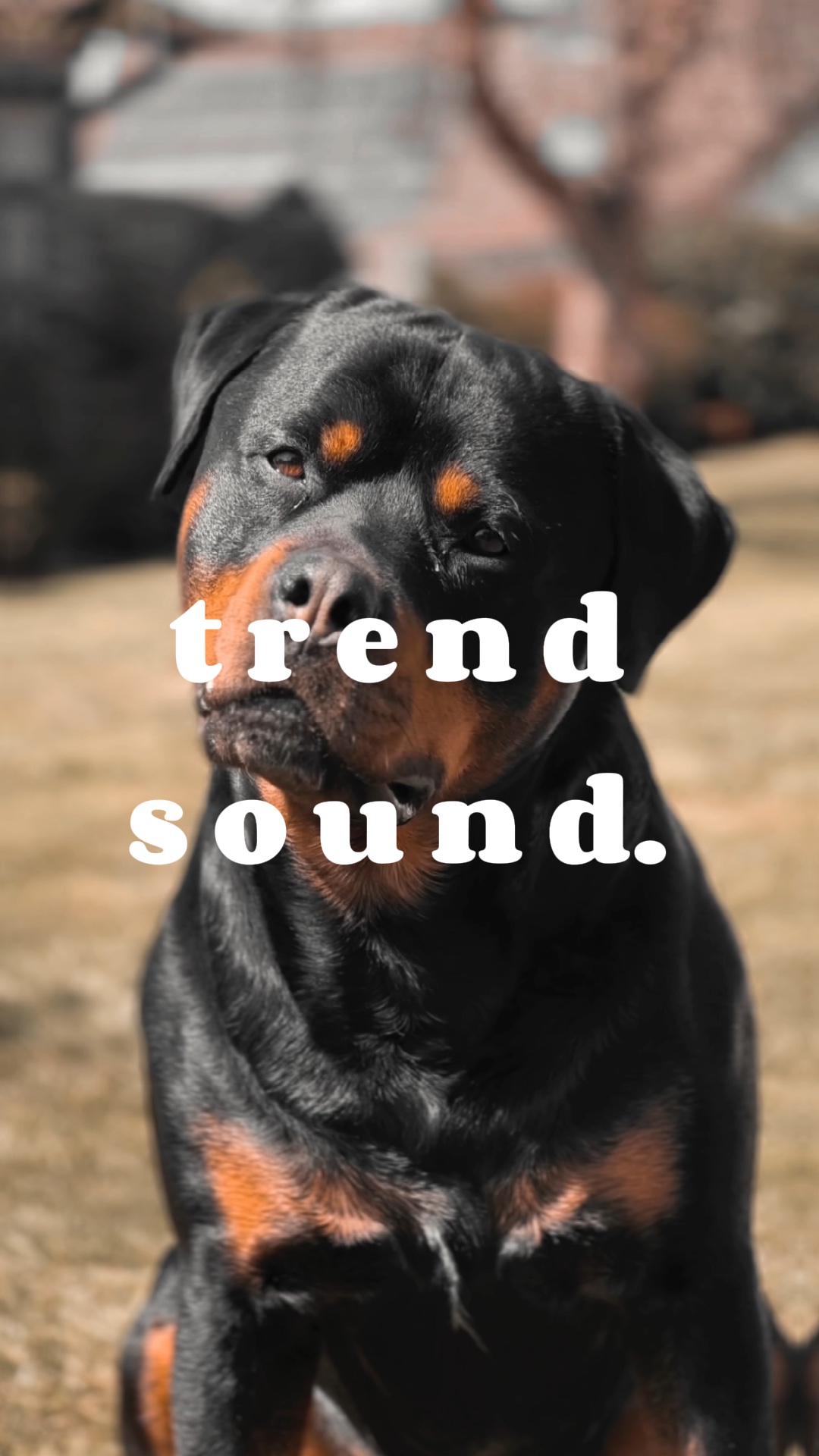 Trend Sound Vorlage 