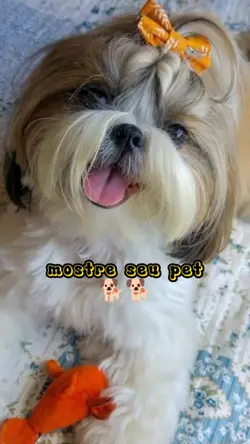 mostre seu pet🩷