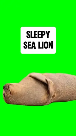 SLEEPY SEA LIONS