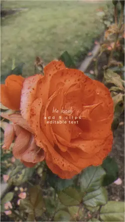 life lately /film fx