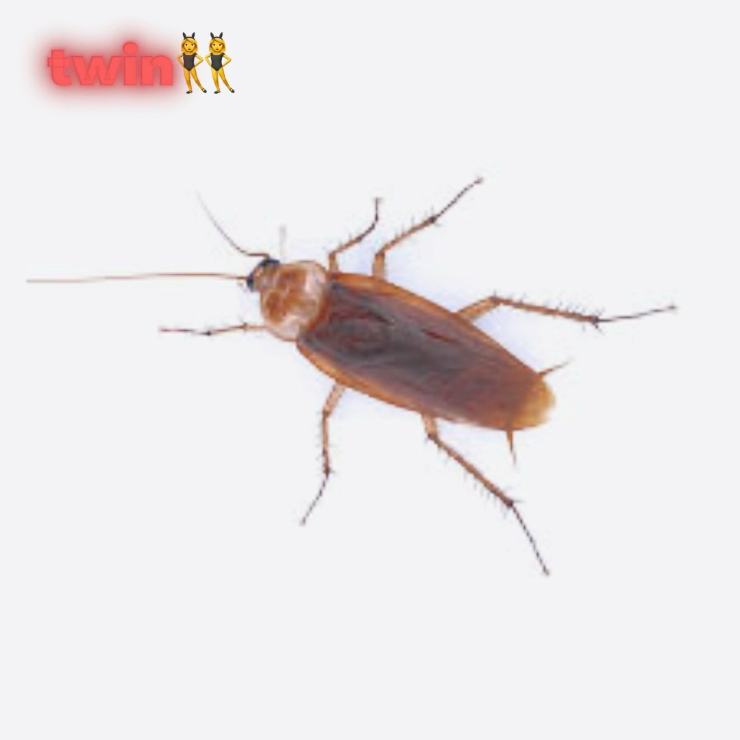 HE IS A ROACH