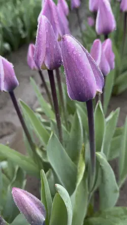 Blooming tulips