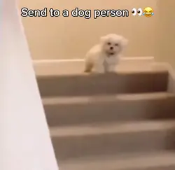 Puppy betrayal