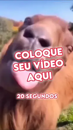 Meme língua de bode