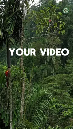 Rain forest
