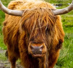 Highland Cows