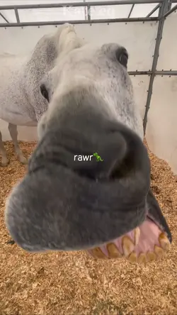 𝐃𝐈𝐍𝐎❤️