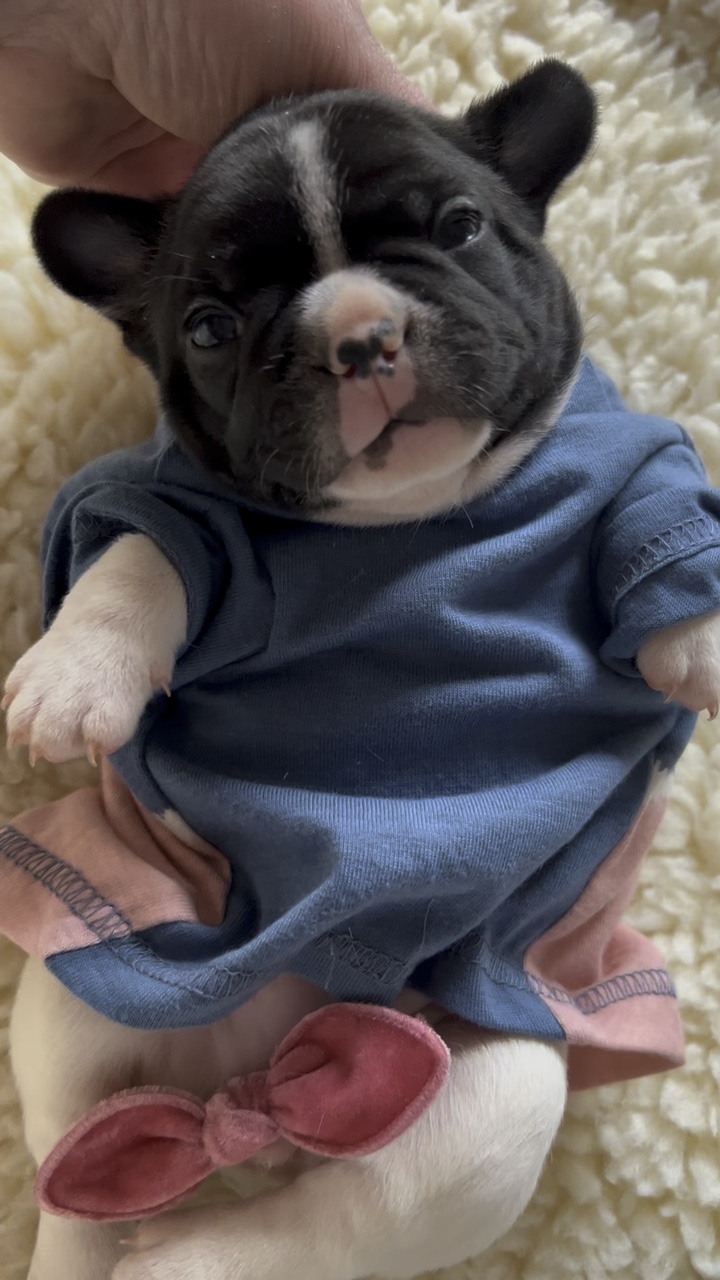 Bouledogue français 