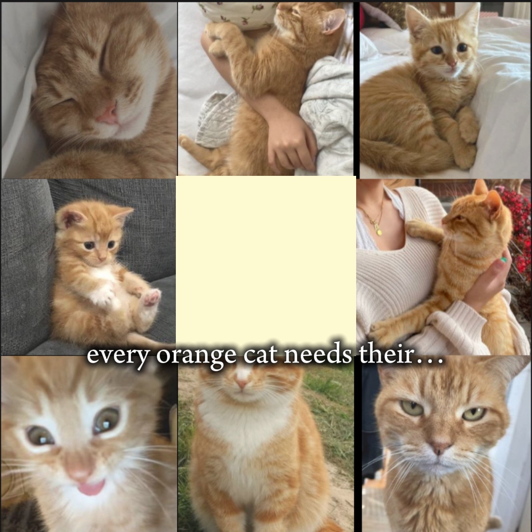 orange und schwarze Katze💗