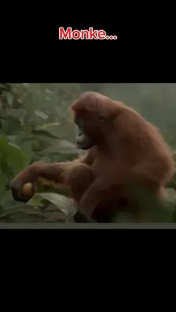 Orange monke