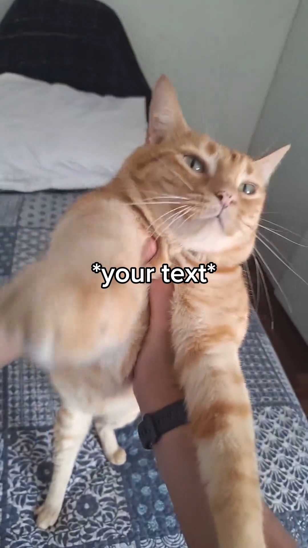 Cat dance