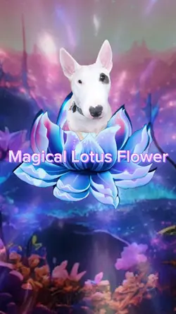 Magical Lotus Flower