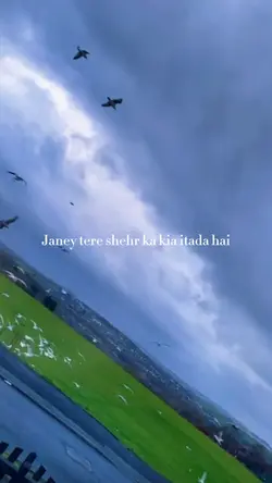 Birds parindey 🕊️